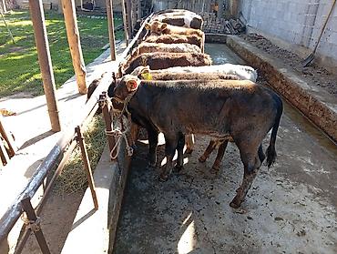 Продам с/х животных: Продаю | Бык (самец) | Швицкая | На откорм — 6