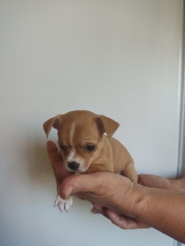 карманная собака: Готовится к продаже мальчик чихуахуа рождён 28.04.24г