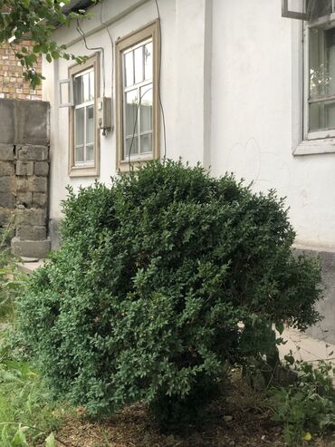 продаю фикус: Саженцы цветка: Самшиты, Самовывоз