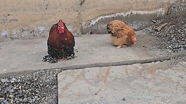 Птицы: Парселян кохинхин карлик 1+1 сатылат — 9