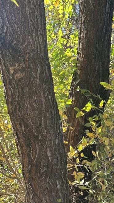 двер бишкек: Отун Карагач