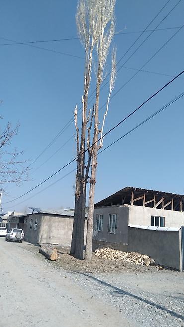 Спил деревьев, заготовка дров: УСЛУГИ АРБОРИСТА. ВАЛЮ ДЕРЕВЬЯ ЛЮБОЙ СЛОЖНОСТИ СТРИЖКА ТОПОЛЕЙ ОБР.ПО — 2