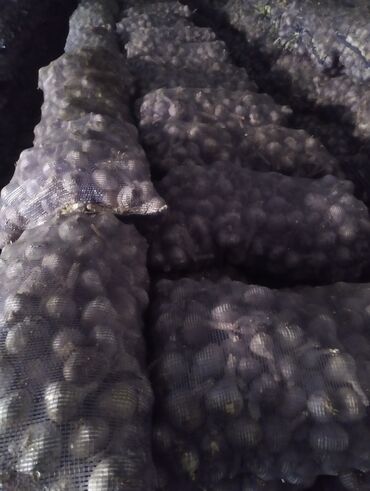 Чеснок: Чеснок Самовывоз — 14