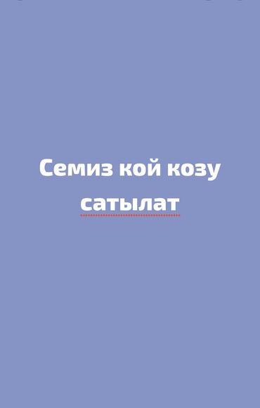 кошка без шерсти: Продаю | Овца (самка), Баран (самец) | На забой, Для разведения