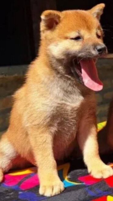 Psi: Stenci su starosti 2,3 i 4,5 meseca. Imamo 16 stenadi u ponudi, sa — 5