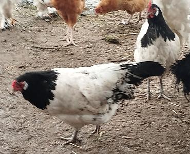 Куры, петухи: Продаю | Куры | Полубрама, Домашняя | Несушки — 12