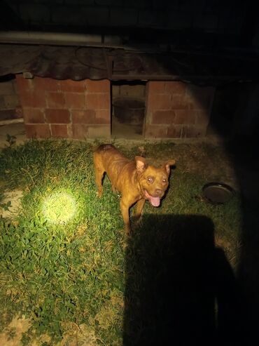 Bıçaqlar: Pitbul, 3 ay, Erkek