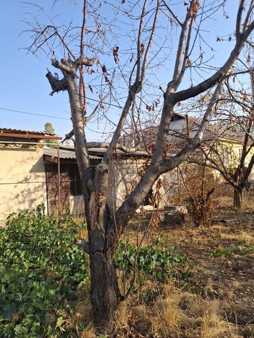 букет из бабочек цена бишкек: Ушул дарактар сатылат орук, алма