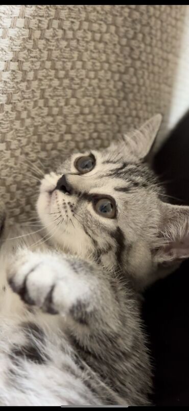 шотландский кот прямоухий: Срочно!продаю шотландского прямоухого котенкадва месяца.В подарок