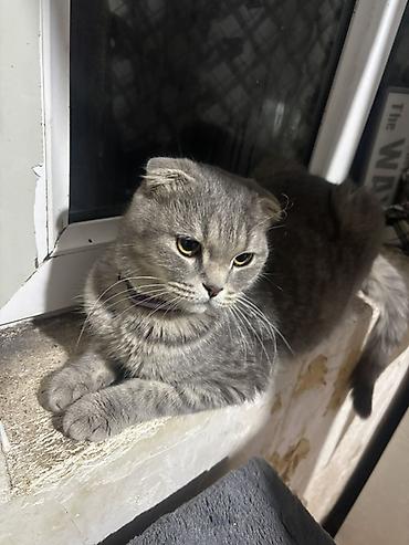 Кошки: Шотландская вислоухая, Самка, В добрые руки, Самовывоз — 4