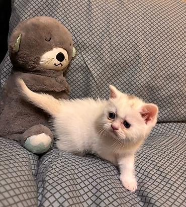 Кошки: Шотландская, Самка, В добрые руки, Самовывоз — 7