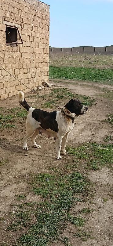 İtlər: Qurdbasar, 4 il, Dişi — 5