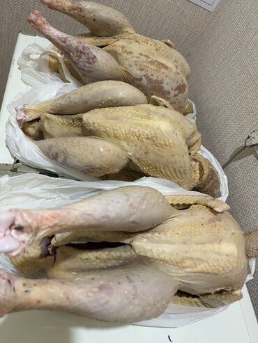 продаю петухов: Индюк 