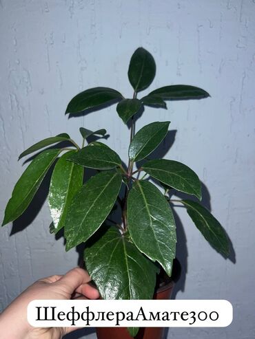 диффенбахия растения: Продаю фикус Барок, Сингониум Шефлера, санхезия крассула