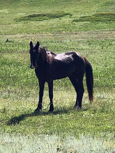 Туристические услуги: Кумысолечение в Суусамырской долине. Чистый воздух, натуральная еда — 12