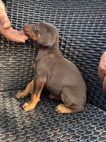 qusar heyvan satisi: Doberman, 2 ay, Erkək — 5
