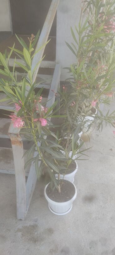 фикус каучуковый: Домашние цветы олеандр