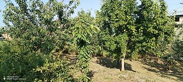 Torpaq sahələrinin satışı: 10 sot, Kənd təsərrüfatı, Mülkiyyətçi, Kupça (Çıxarış) — 1