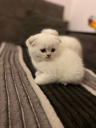 Кошки: Шотландская вислоухая — 10
