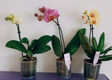 Ostale kućne biljke: Midi Orhideja - 750