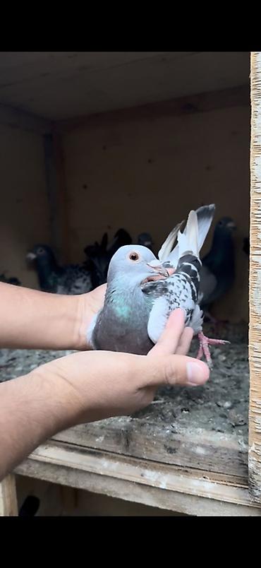 qu qusu satisi: Orginal yarış postaları 8 dənəsi qalıb — 6