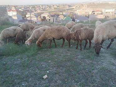 qoyun sortlari: Salam tam saglam heyvanlar satilir 23 qoyun 6 quzu 1 qoc obsiy 30 — 1