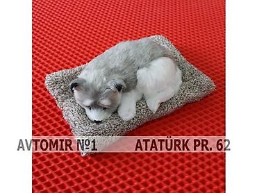 Аксессуары и тюнинг: Dekorativ it n9 🚙🚒 ünvana və bölgələrə ödənişli çatdırılma 💳birkart — 1
