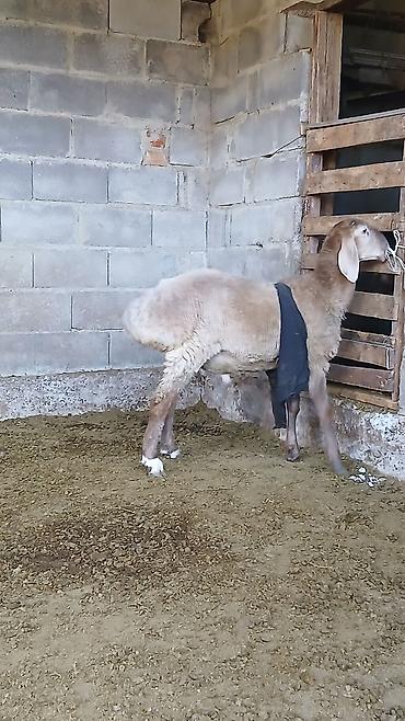 арабский ат: Продаю | Баран (самец) — 7