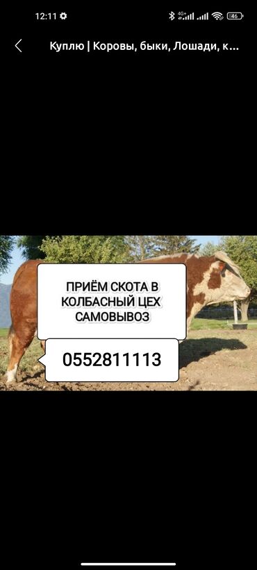купить ягнят дорпер: Сатып алам | Уйлар, букалар, Жылкылар, аттар | Союуга, этке