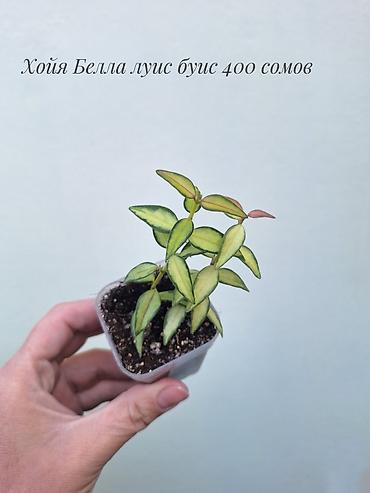 Хойялар: 🌿 Хойи разных сортов в продаже. Названия сортов и цены указаны на — 8
