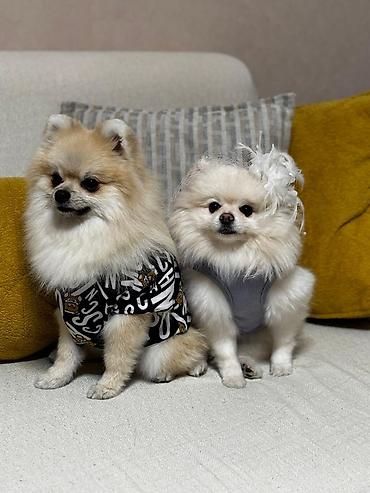 İtlər: Şpitz, 2 ay, Peyvəndli, Ünvandan götürmə, Pulsuz çatdırılma, Ödənişli çatdırılma — 5