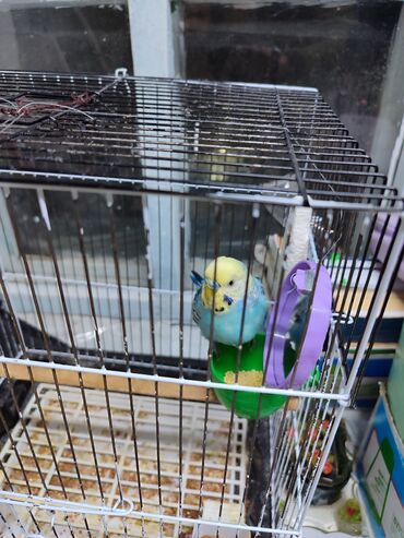собака доберман сколько стоит: Волнистый попугай с клеткой и аксессуарами. Комплектация: -