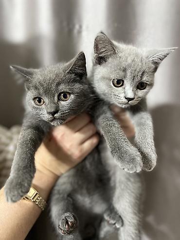 купить котенка шиншилла: Британские короткошёрстные котята, окрас голубой (плюшевые серые — 2
