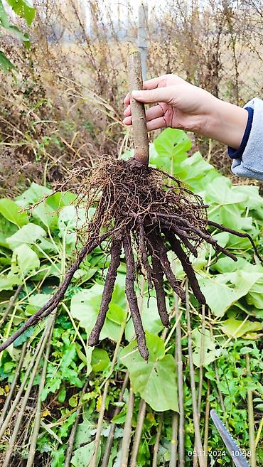 Другие декоративные деревья: Продается морозостойкие сорта саженцев павловнии, выращеннын из — 15