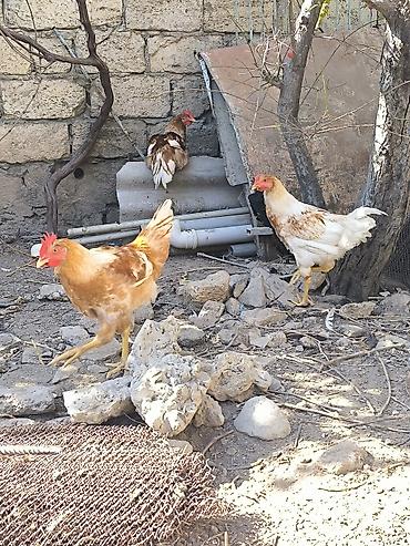 Kənd təsərrüfatı quşları: Toyuq, Yumurtalıq — 3