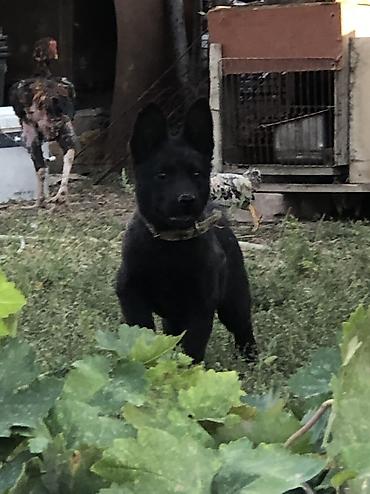 Продажа собак: Колли, 2 месяца, Самец — 1