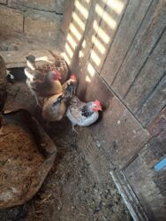 Toyuqlar: Tam saglam yumurtayan toyuglar Bakının Digah kendi — 6