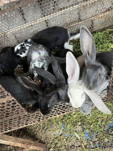 корм для кроликов: Продаю | Крольчата | На забой, Для разведения | Племенные