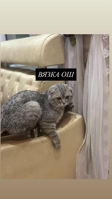 Мышык кууту: Вязка шотландского вислоухого кота (Скоттиш-фолд). - Окрас — 3