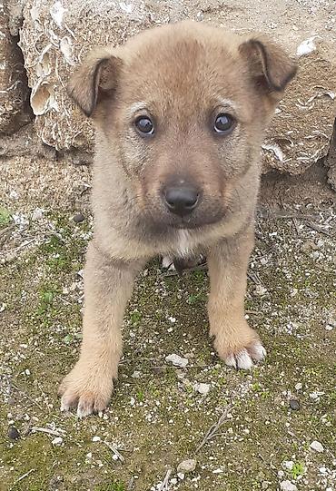 İtlər: Alman çoban iti, 2 ay, Erkek, Ünvandan götürmə — 13