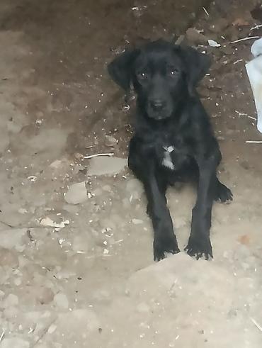 pitbul itleri: Labrador qara rengli 3 aylıq erkekdi ünvan Bakı savxoz Ramana — 1