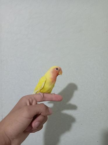 Sevimli “lovebird” (agapornis) papuqayları - Növ: Agapornis lalafo.az -da Sevimli “lovebird” (agapornis) papuqayları - Növ: Agapornis