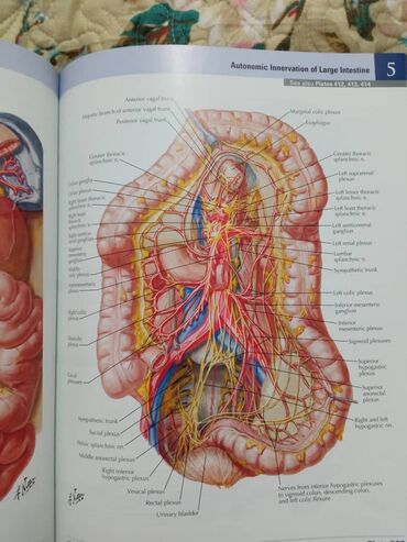 Медицина: «Атлас анатомии» Фрэнка Неттера вот уже более 25 лет является лучшим и at lalafo.kg — 9 Медицина: «Атлас анатомии» Фрэнка Неттера вот уже более 25 лет является лучшим и — 9