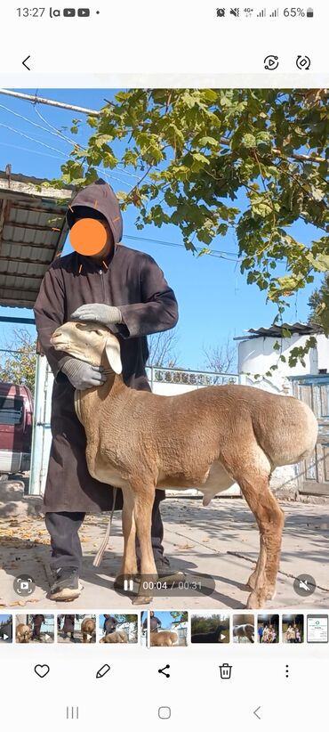 продажа кукурузы в початках: Сатам | Ургаачы кой (ургаачы)