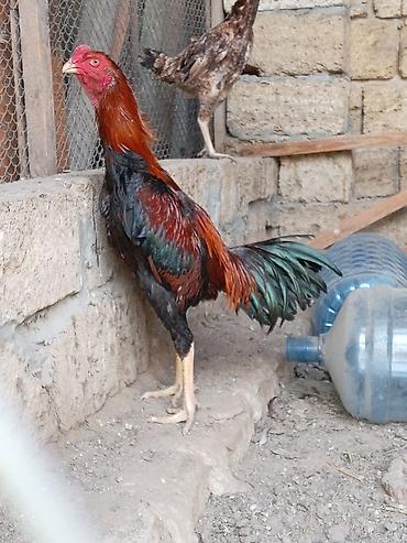 keci balasi satilir: Xoruz, Heyratı, il: <1, Ünvandan götürmə — 2