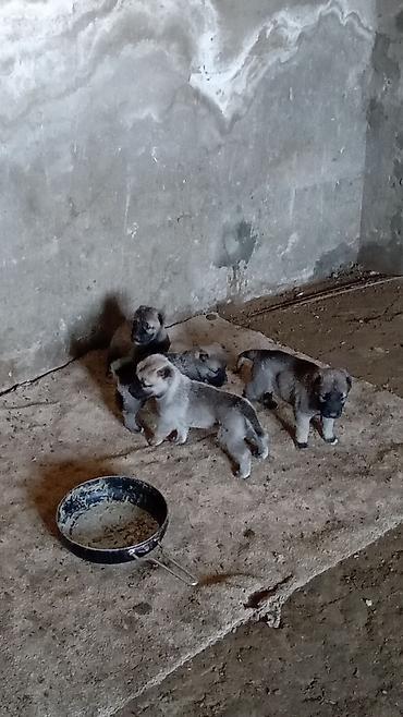 dog argentina: Kanqal, 1 ay, Erkək, Peyvəndli, Ödənişli çatdırılma — 5