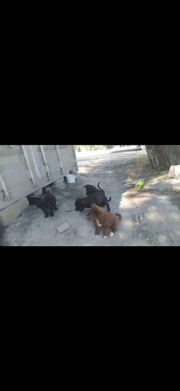 Иттер: Отдам в добрые руки Щенки дворняжки🐶 Ищем любящих хозяев для — 7