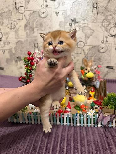 Pişiklər: Britan — 9