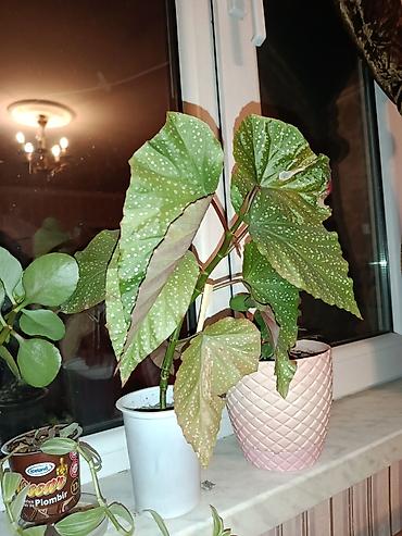 sitili: Bitki: Begoniya maculata (Polka-dot begoniya) Təsvir: - Dekorativ — 4
