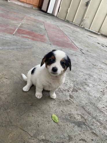 İtlər: 2 ay, Ünvandan götürmə — 1